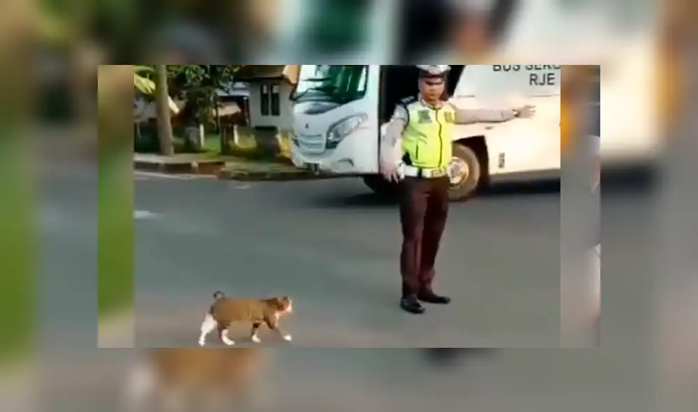 Facebook: policía detiene el tráfico para que un gato pueda cruzar la pista [VIDEO]