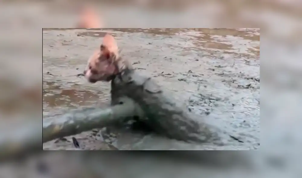 Facebook viral: Gato bebé queda atrapado en el barro y hombre acude a su rescate [VIDEO]