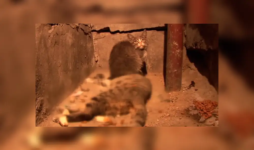 YouTube viral: Gatito espera junto al cadáver de su madre y conmueve al mundo por insólito gesto [VIDEO]