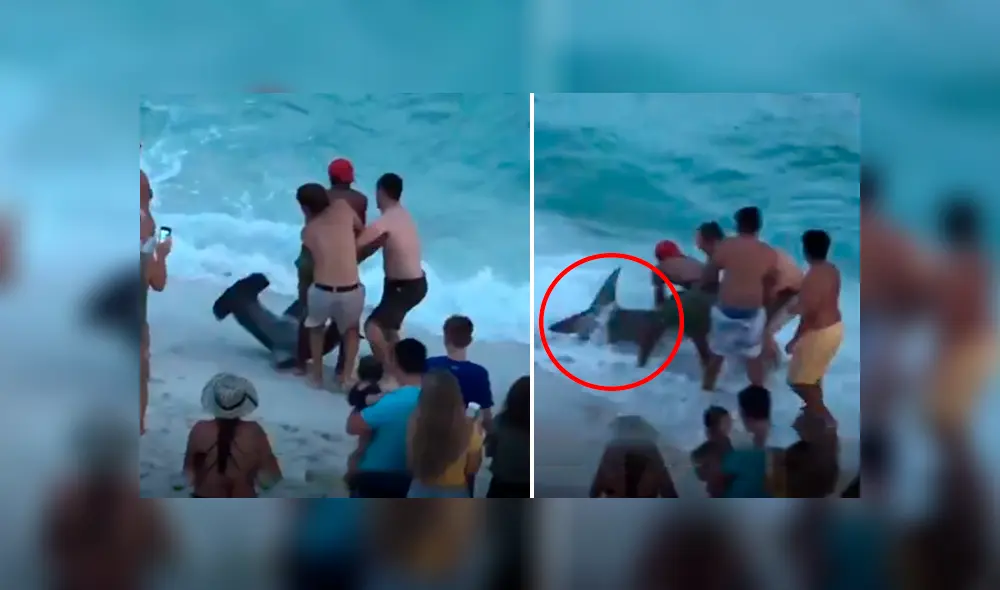 El video viral de YouTube registró el osado plan que hizo un grupo de bañistas para rescatar a un tiburón martillo. El video viral de YouTube registró el osado plan que hizo un grupo de bañistas para rescatar a un tiburón martillo.