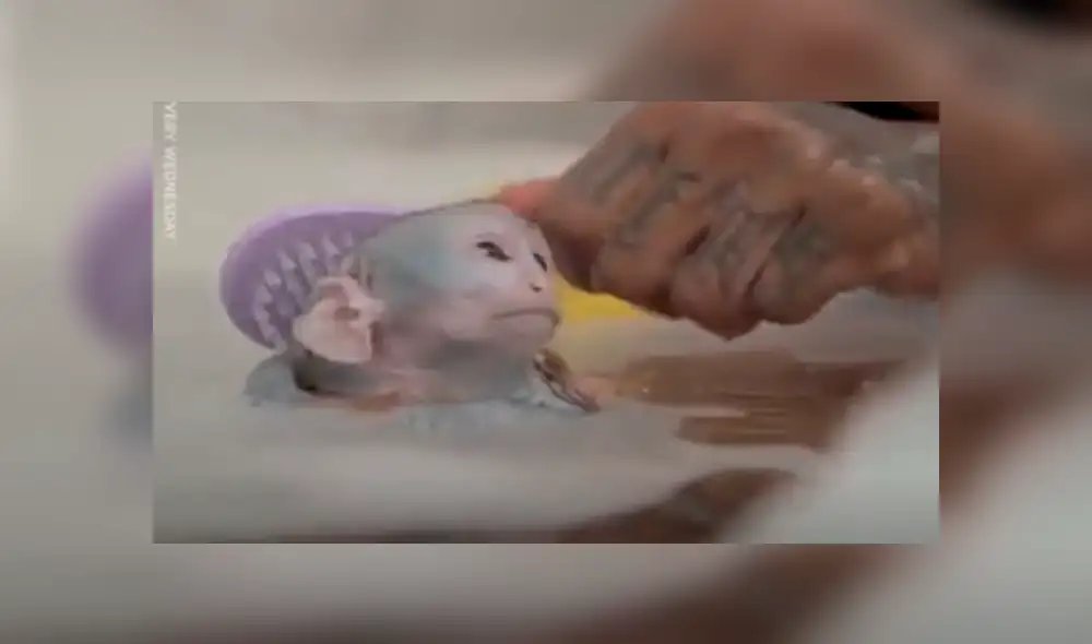 YouTube viral: Joven adopta a un mono y lo cuida como si fuera su bebé [VIDEO]