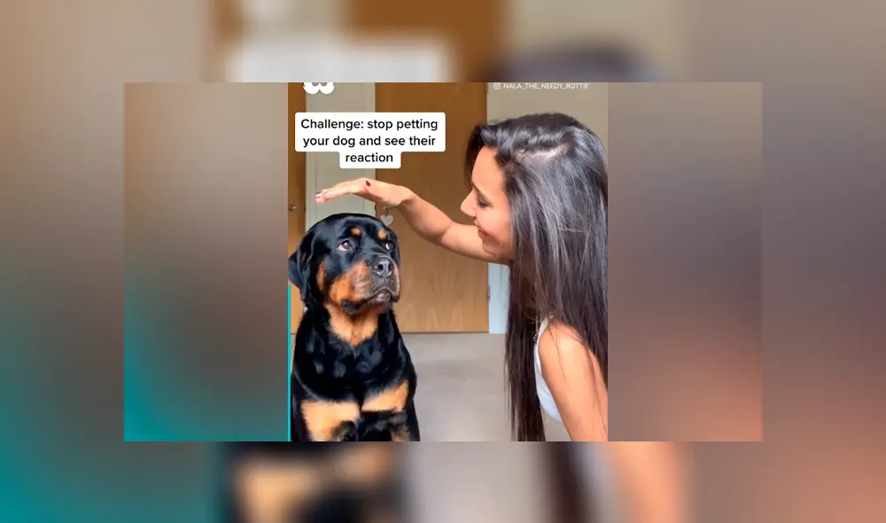 Desliza las imágenes para ver la curiosa reacción de este perro rottweiler al ver que su dueña dejó de acariciarlo. Fotocapturas: @nala_the_needy_rottie/Instagram