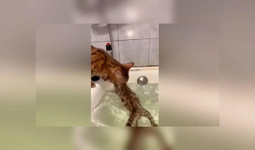 Desliza las imágenes para ver el peculiar 'rescate' que hizo una mamá gata a su pequeño bebé felino. Foto: ViralHog Desliza las imágenes para ver el peculiar 'rescate' que hizo una mamá gata a su pequeño bebé felino. Foto: ViralHog