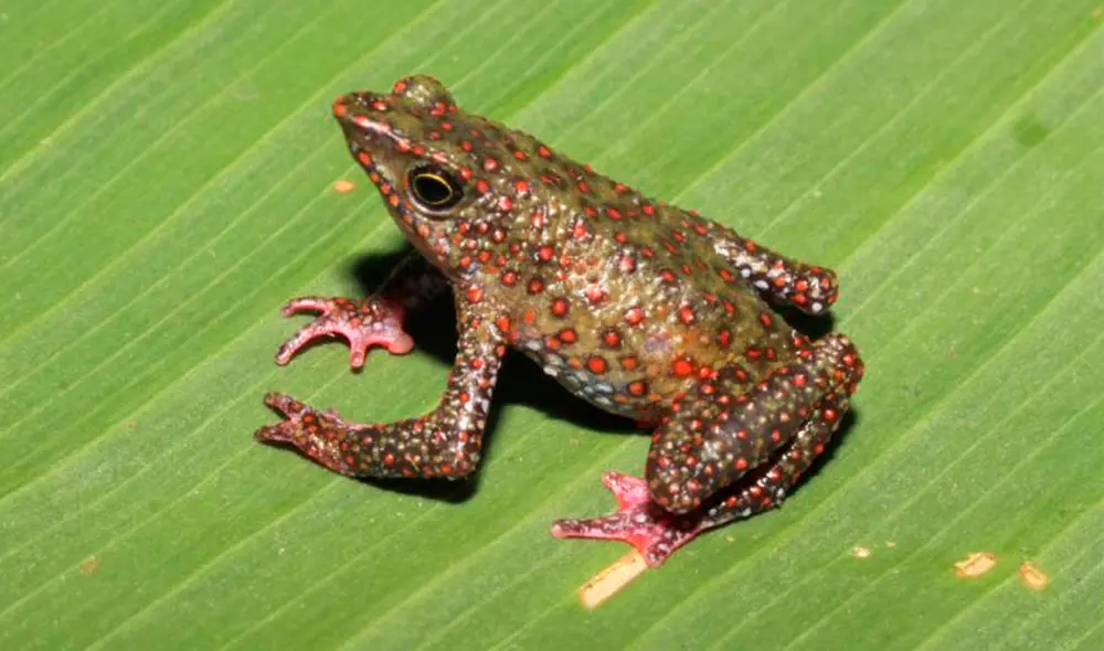 Rana arlequín de Ayacucho fue descubierta el pasado 23 de setiembre. Foto: Vladimir Diaz Vargas