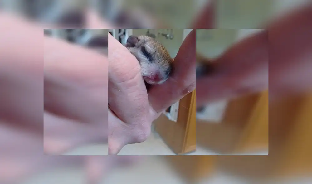 En Facebook, la joven encontró al pequeño animal en la calle con pocas probabilidades de sobrevivir y solo pesaba 4 gramos.