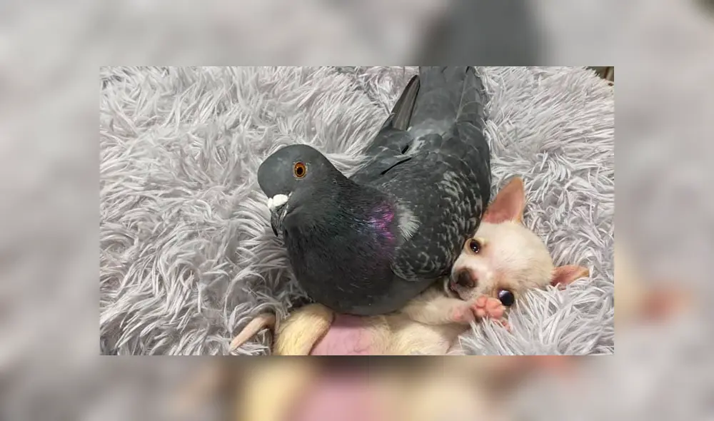 Desliza para ver las adorables fotos del perro y la paloma que tocaron el corazón de miles en YouTube. Foto: The Mia Foundation.