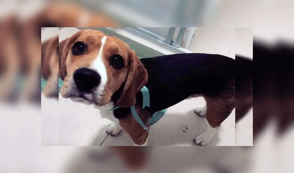 Ofrecen recompensa para encontrar a mascota extraviada