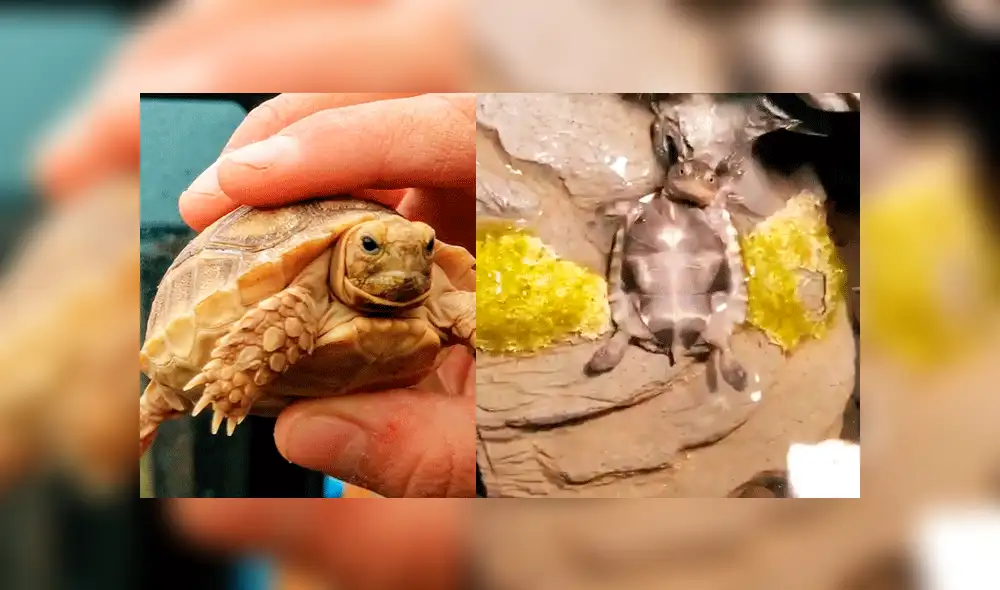 Facebook: pequeña tortuga se hace viral por su divertido estilo para dormir [VIDEO]