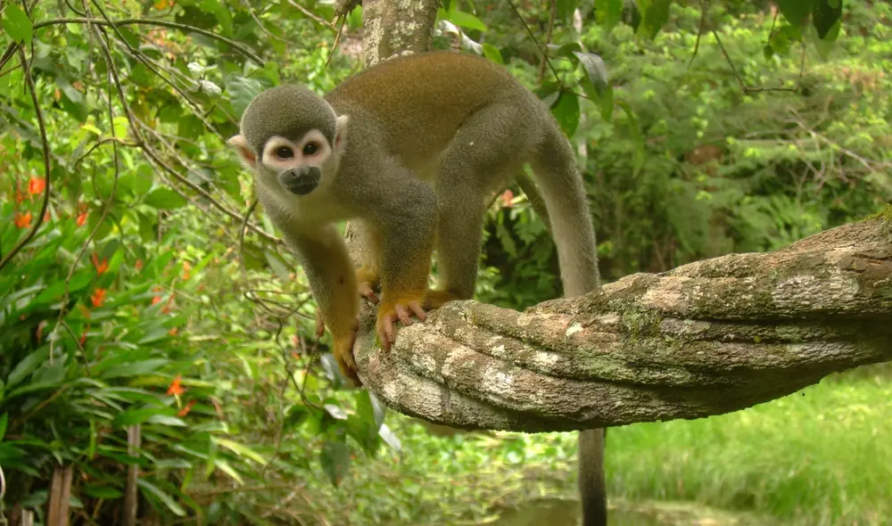 Mediante herramientas genéticas, los científicos consiguieron que células humanas produjeran la versión de retroCHMP3 de los monos ardilla para inocularle el VIH en los ensayos. Foto: Atlas de Anatomía de Especies Silvestres de la Amazonía Peruana Mediante herramientas genéticas, los científicos consiguieron que células humanas produjeran la versión de retroCHMP3 de los monos ardilla para inocularle el VIH en los ensayos. Foto: Atlas de Anatomía de Especies Silvestres de la Amazonía Peruana