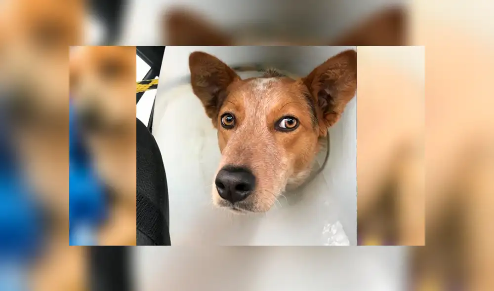 Facebook viral: perro fue abandonado por su sobrepeso, una mujer lo adopta y luego de meses luce así Facebook viral: perro fue abandonado por su sobrepeso, una mujer lo adopta y luego de meses luce así