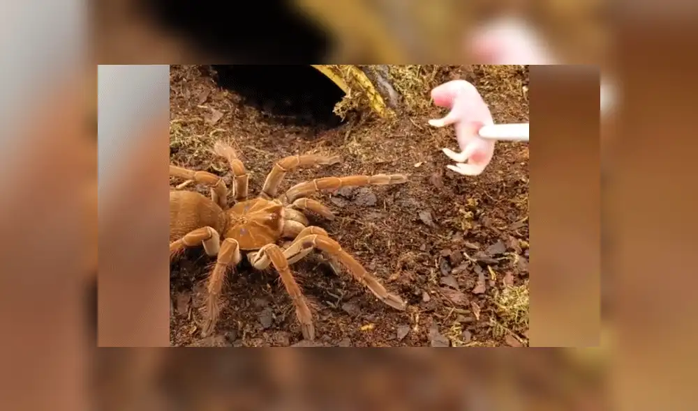 Facebook: mujer le ofrece ratón bebé a su tarántula y esta lo devora sin piedad [VIDEO]