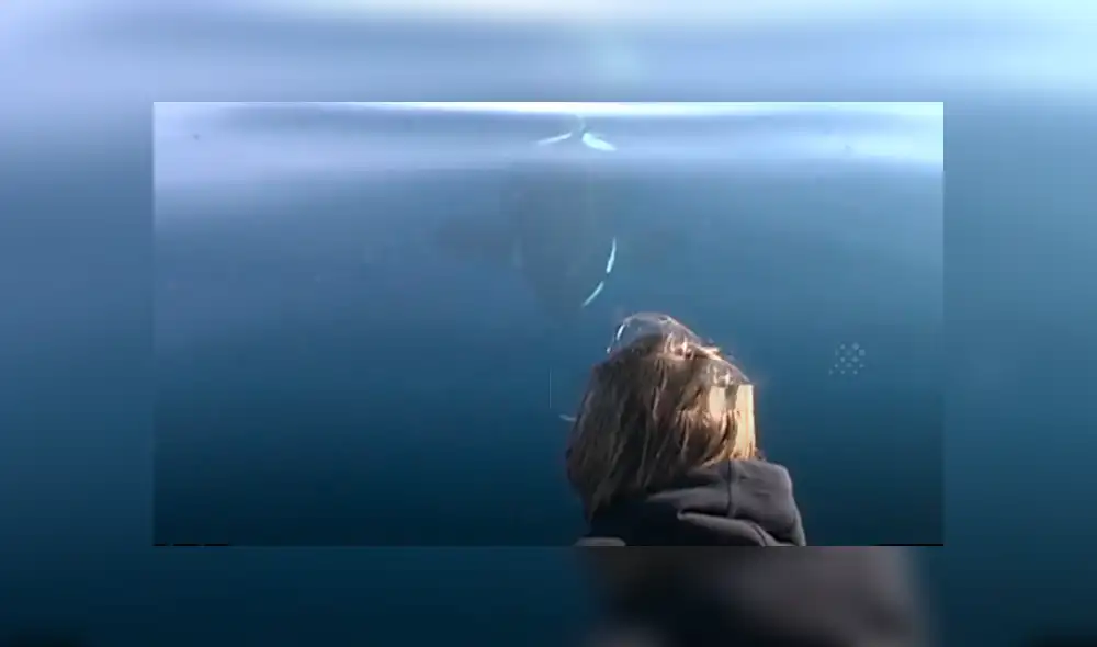 Desliza hacia la izquierda para ver el increíble espectáculo de unas orcas salvajes en las playas de Estados Unidos. El video es viral en YouTube.