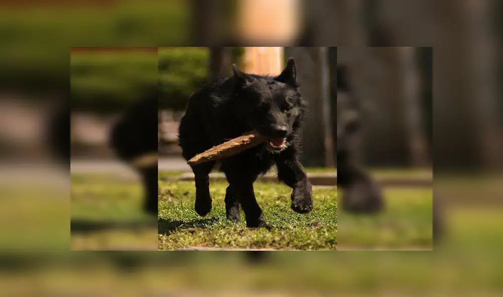 Facebook viral: niños sorprenden al pedirle a hombre permiso para que su perro pueda salir a jugar  [VIDEO]