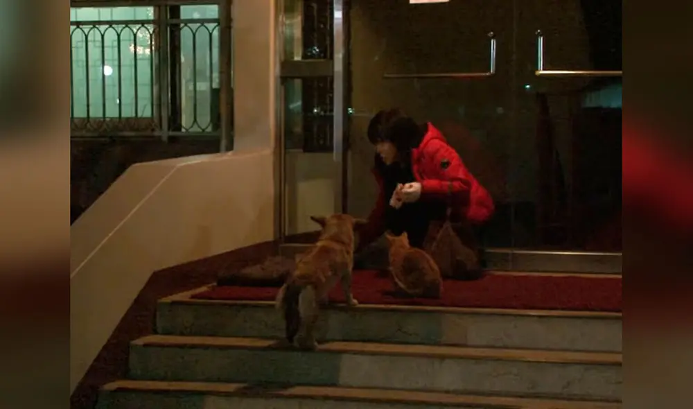 Desliza las imágenes para conocer la conmovedora historia de amistad entre un gato y una perrita. Foto: captura de YouTube Desliza las imágenes para conocer la conmovedora historia de amistad entre un gato y una perrita. Foto: captura de YouTube