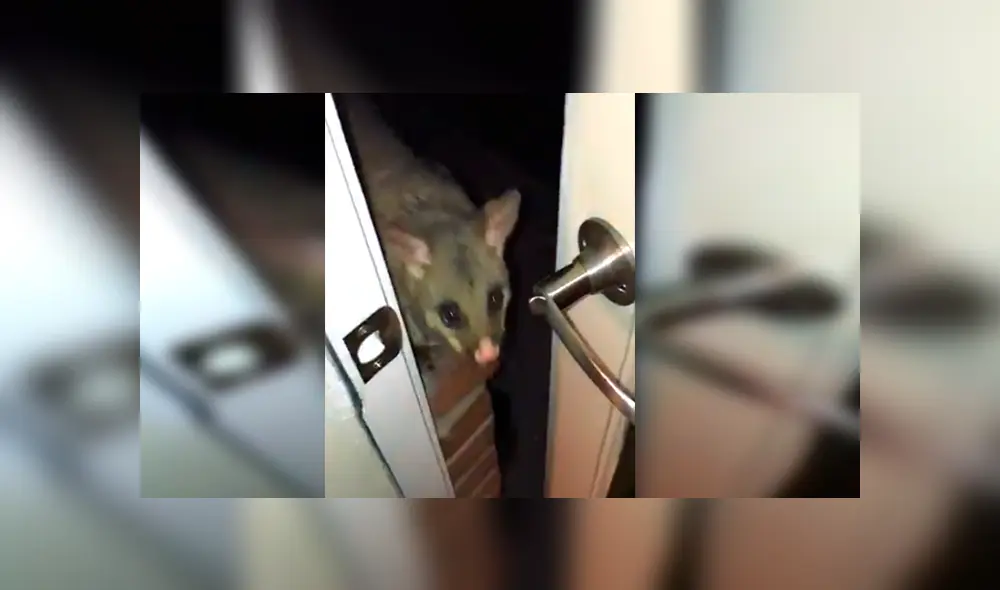 En YouTube, el pequeño animal hace unos ruidos para llamar la atención de la joven y obtener un poco de comida.