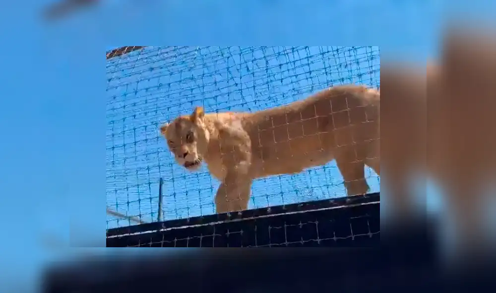 Vía YouTube: león es separado de su pareja en celo y enfurece con su amo [VIDEO]