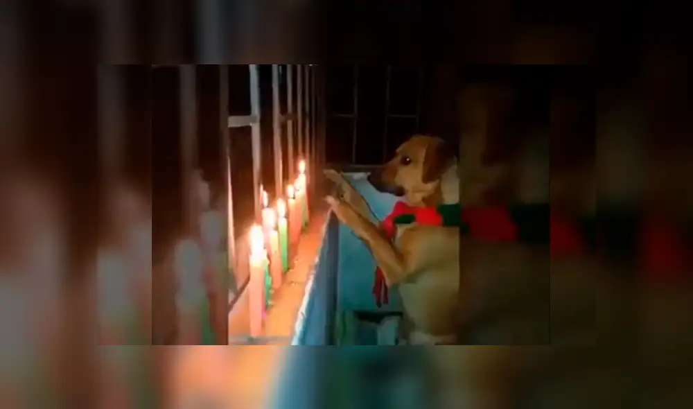 Facebook: graban a tierno perro en postura para rezar por Navidad [VIDEO]