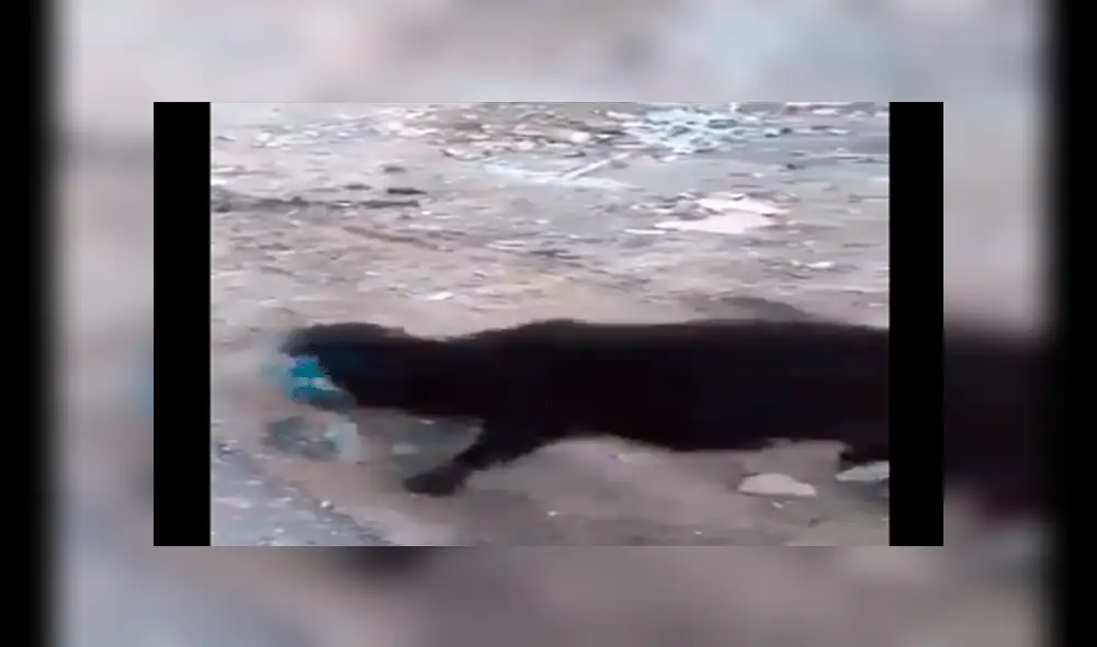 YouTube viral: oveja da su merecido a pequeño hombre ebrio que la molestaba [VIDEO]