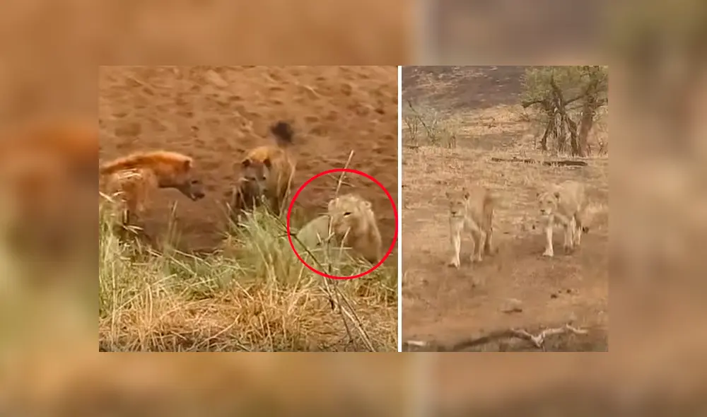 Un turista grabó en un video viral de Facebook la increíble ayuda que recibió un león por parte de su manada al verse atrapado por un grupo de hienas, que intentaron quitarle su presa. Un turista grabó en un video viral de Facebook la increíble ayuda que recibió un león por parte de su manada al verse atrapado por un grupo de hienas, que intentaron quitarle su presa.