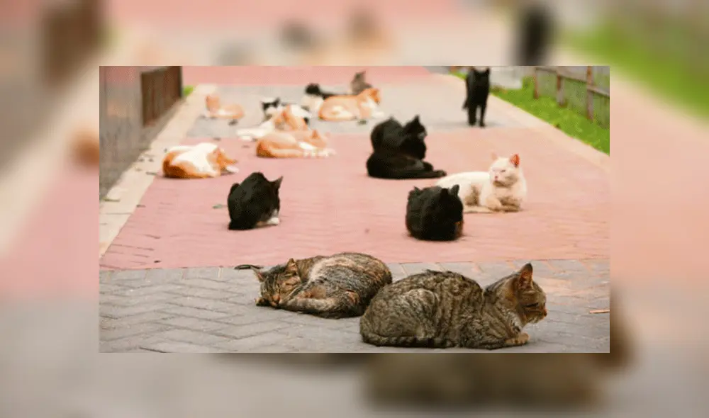 Organizan campaña de adopción para más de 100 gatos abandonados en el Parque Universitario