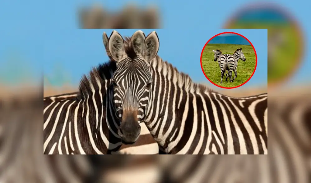 La imagen ha causado gran impacto en miles de usuarios de las redes sociales. Foto: Zhayynn James La imagen ha causado gran impacto en miles de usuarios de las redes sociales. Foto: Zhayynn James