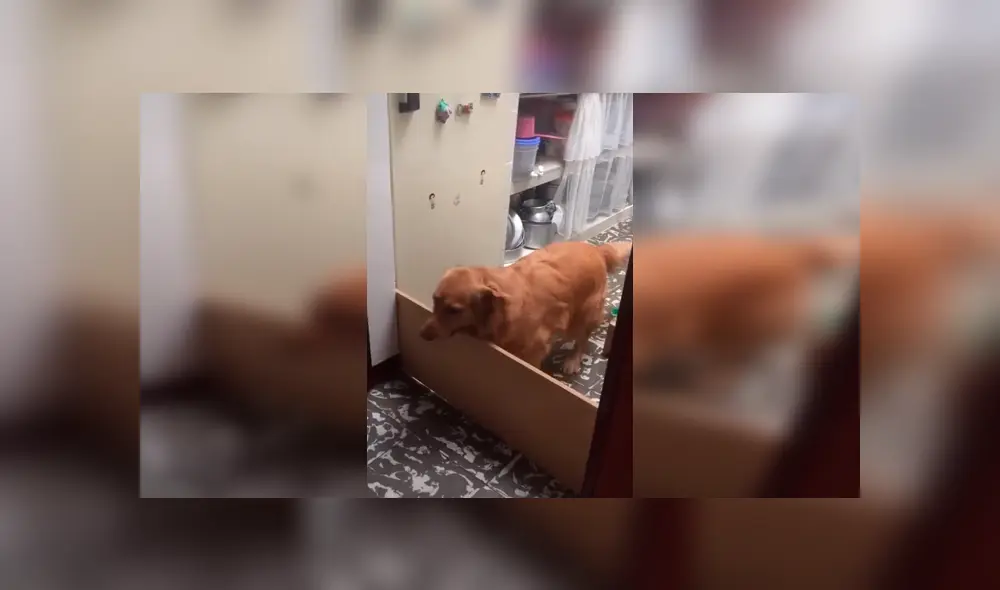 Desliza las imágenes hacia la izquierda para observar la acción de un perro al no cumplir con el juego inventado por su dueño. Desliza las imágenes hacia la izquierda para observar la acción de un perro al no cumplir con el juego inventado por su dueño.