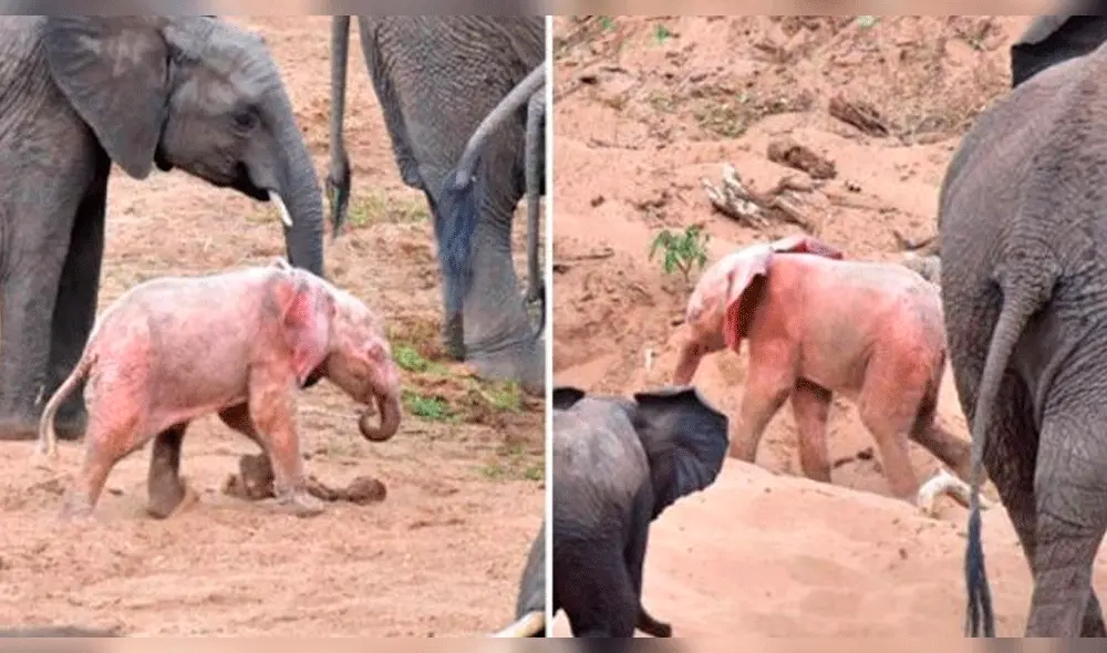 Facebook: Captan a elefante rosado en Parque Nacional de Sudáfrica [VIDEO]