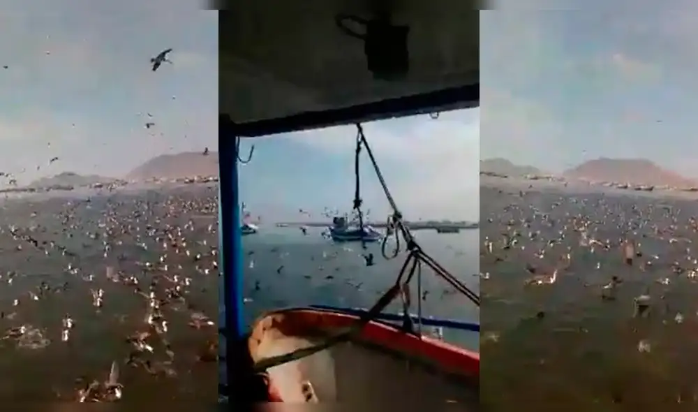 Aves y peces aborrotan mar de Chimbote.