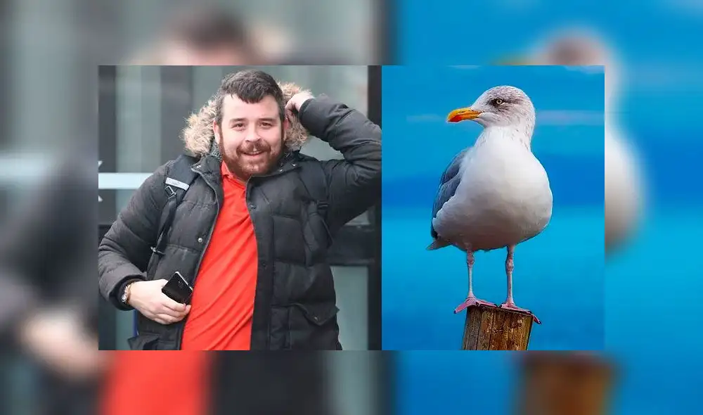 Agresión con gaviota Agresión con gaviota