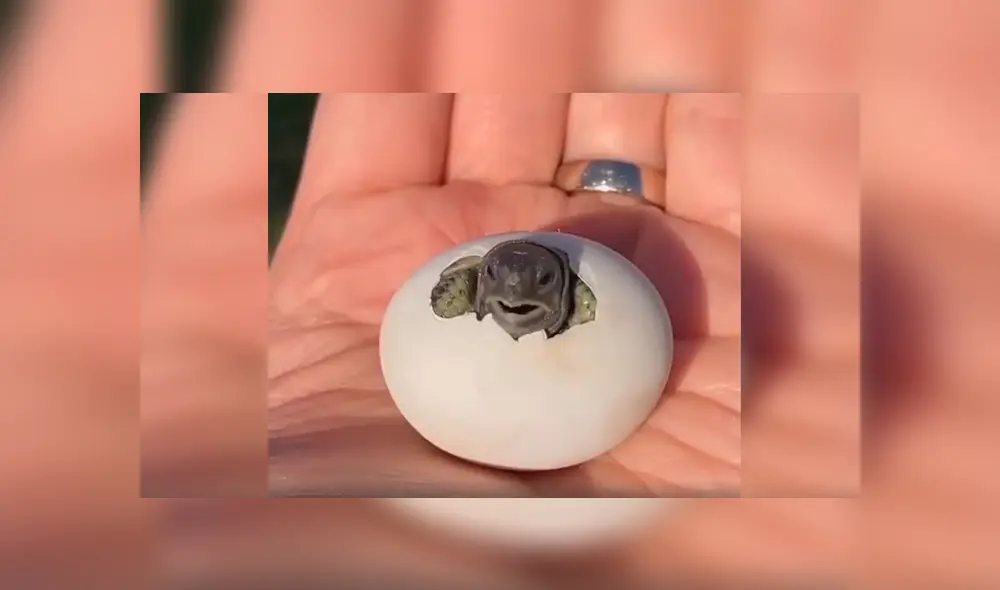 En Facebook, un joven se topó con un misterioso huevo que escondía un conmovedor secreto. En Facebook, un joven se topó con un misterioso huevo que escondía un conmovedor secreto.