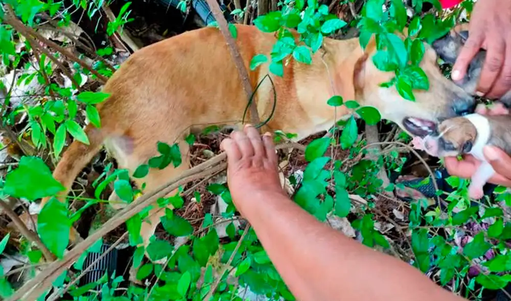 Desliza las imágenes para ver a la perrita y a su camada rescatada por una solidaria mujer. Foto: Facebook