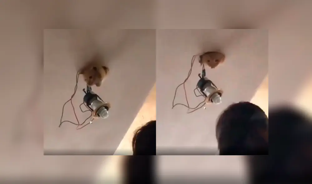 Desliza a la izquierda para ver esta particular sorpresa. Foto: Captura.