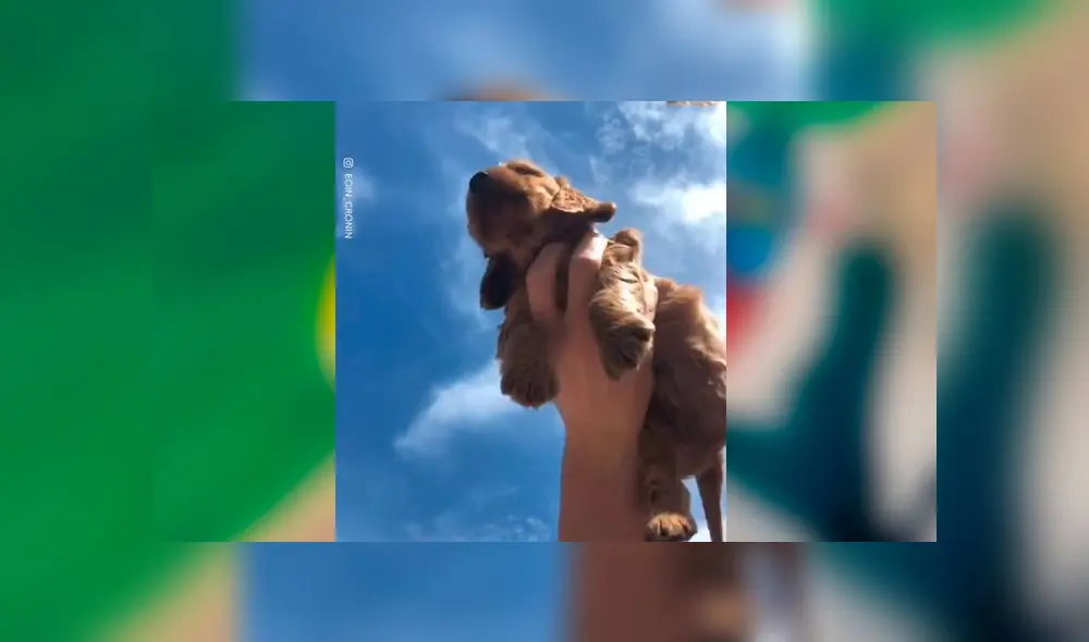 Desliza las imágenes para ver la tierna escena que protagonizó este cachorro al estilo de 'El Rey León'. Foto: Woof Woorf