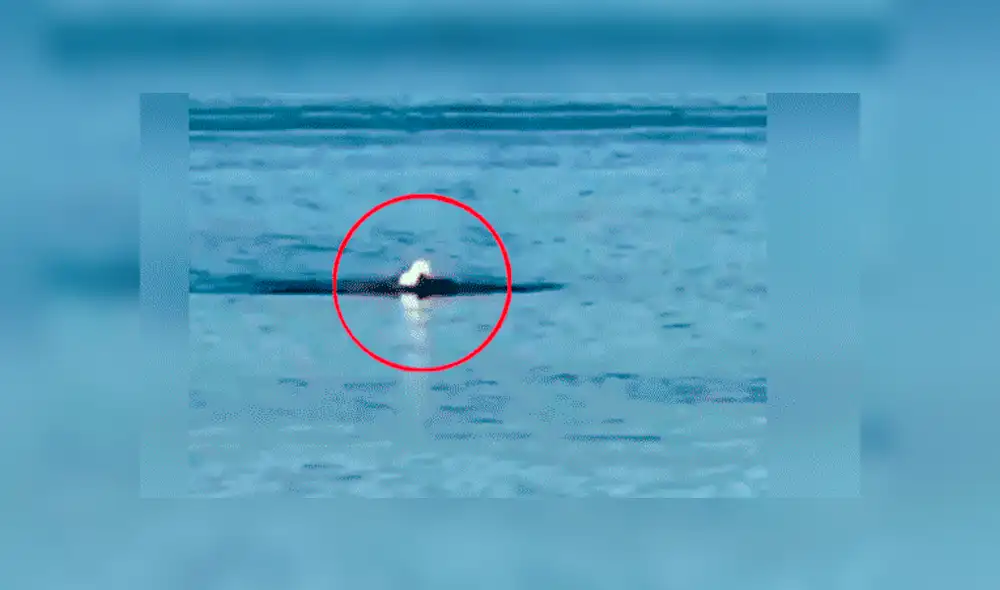 YouTube viral: águila  es captada nadando como una persona y provoca confusión en miles [VIDEO]