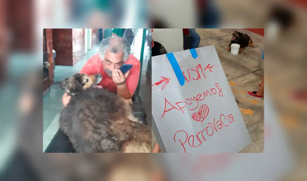 Facebook: estudiantes de la UNMSM intentan salvar a 'Perrovaca’ lanzando campaña [FOTOS]
