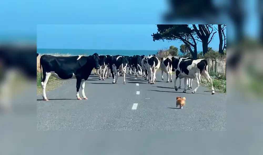 Desliza para ver las imágenes de Facebook. Foto: captura