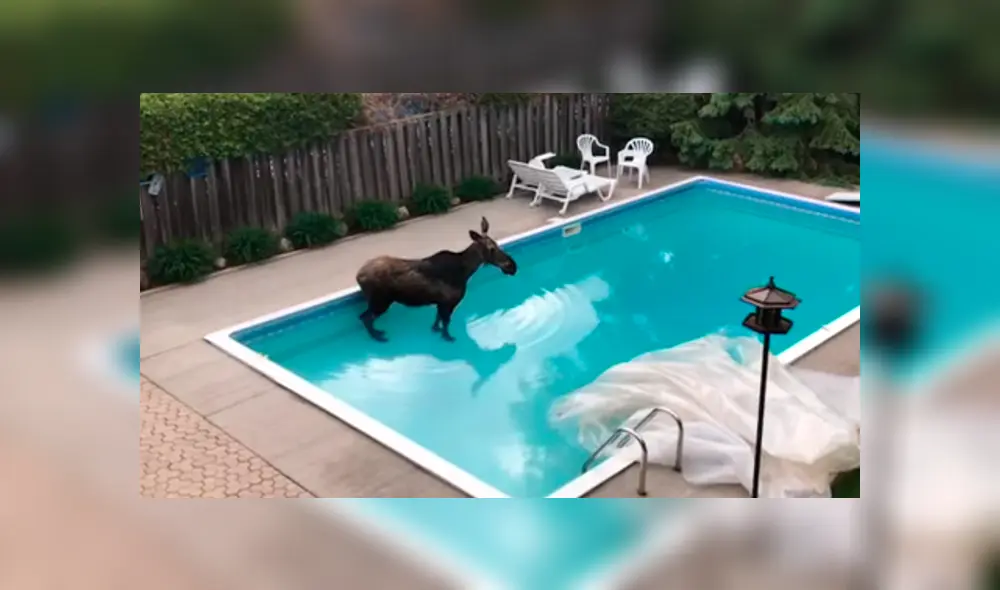 Desliza la imagen compartida en Facebook para verlas todas. Foto: captura