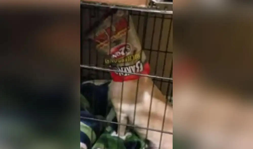 Desliza hacia la izquierda para ver más detalles del divertido comportamiento de este perrito. Foto: captura de TikTok