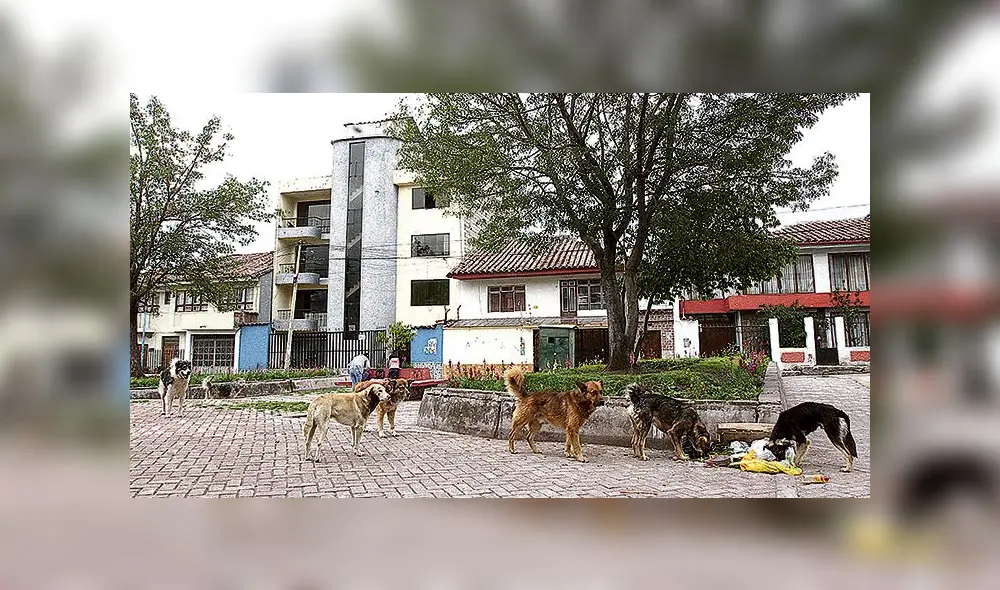 Rabia canina en Cusco Rabia canina en Cusco