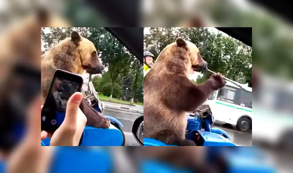 Facebook: oso pardo causa conmoción al viajar en moto y tocar trompeta [VIDEO]
