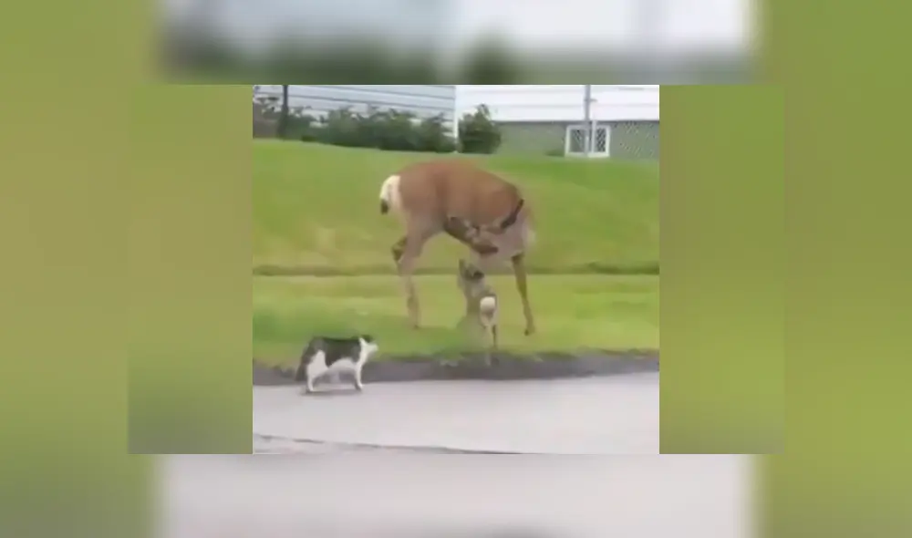 El venado desató toda su furia contra ambos animales porque pensó que eran una amenaza para su cría. Foto: captura. El venado desató toda su furia contra ambos animales porque pensó que eran una amenaza para su cría. Foto: captura.