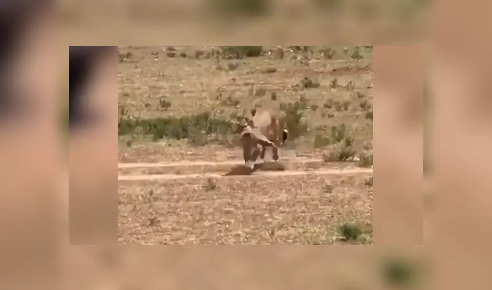 El leopardo persiguió y capturó al pequeño jabalí delante de un grupo de turistas, quienes fueron testigos cómo la madre del cerdo salvaje protege a su cría.