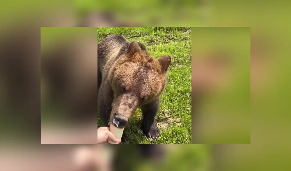 En las redes se hizo viral una escena en la que un oso persigue a un joven para arrebatarle su helado. Foto: YouTube En las redes se hizo viral una escena en la que un oso persigue a un joven para arrebatarle su helado. Foto: YouTube