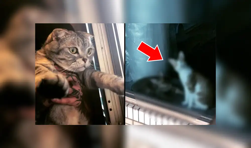 Una mujer grabó en un video viral de YouTube el instante en que cargó a su gato y lo presentó ante sus vecinos felinos, sin imaginar la curiosa interacción.