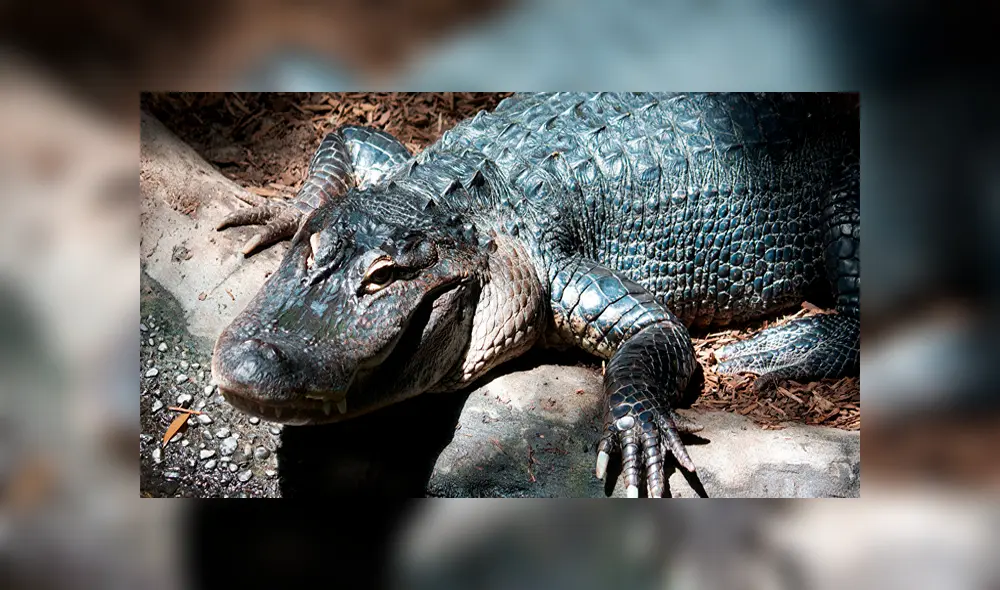 Los siete métodos más extraños usados en la antigüedad para evitar el embarazo [FOTOS]