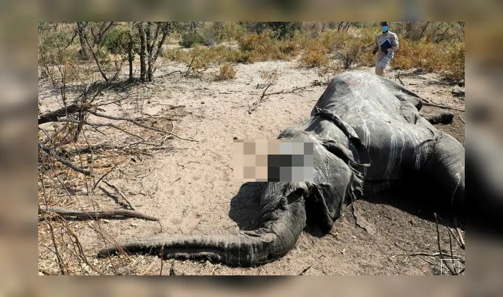 Foto: Difusión. Foto: Difusión.