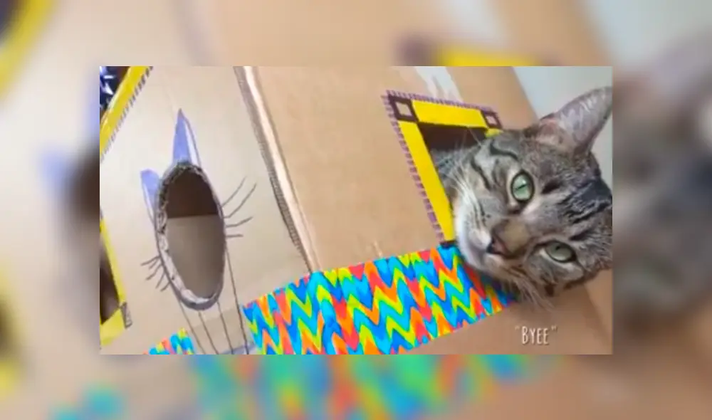 En Facebook, un joven utilizó cartón para fabricar una casa especial para su adorado gato y obtuvo un buen resultado. En Facebook, un joven utilizó cartón para fabricar una casa especial para su adorado gato y obtuvo un buen resultado.