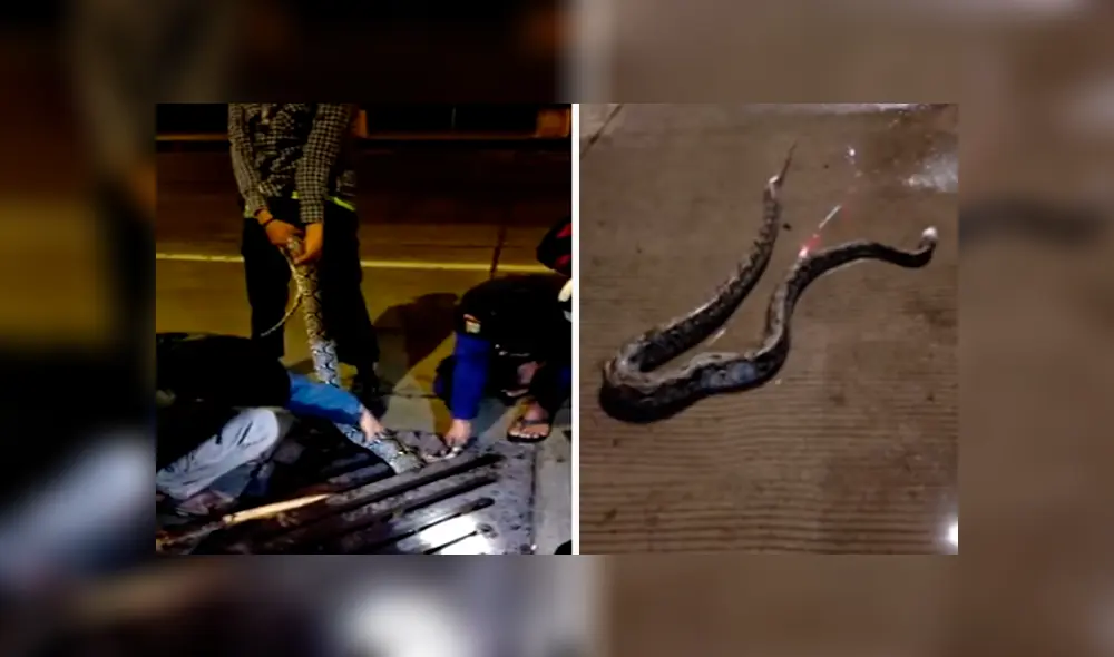 Desliza hacia la izquierda para ver el rescate de la serpiente pitón que se volvió viral en Facebook. Desliza hacia la izquierda para ver el rescate de la serpiente pitón que se volvió viral en Facebook.