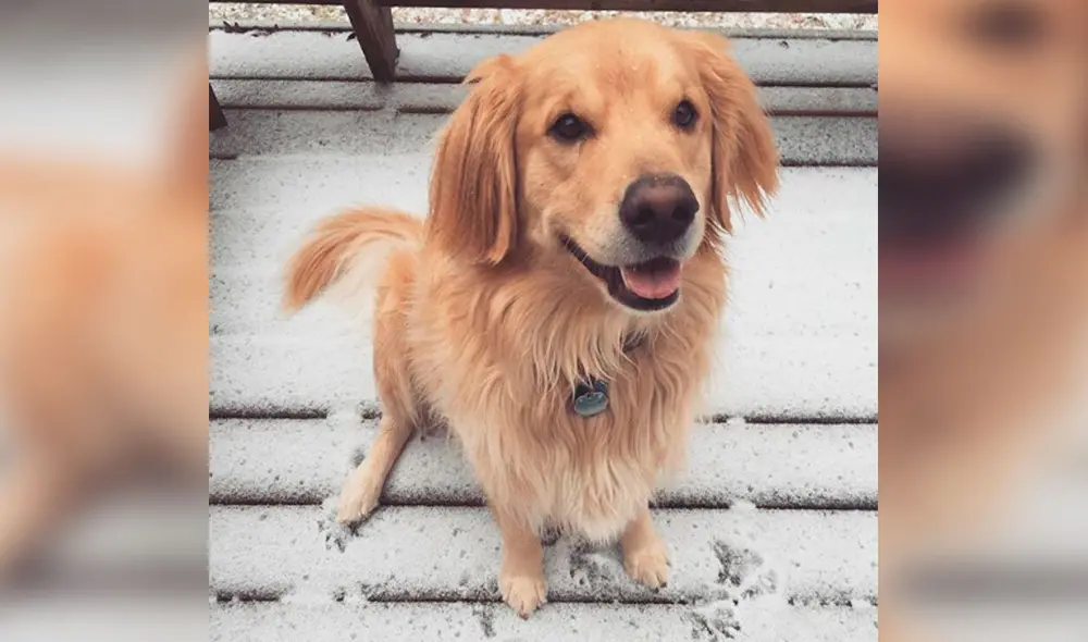 Desliza las imágenes para conocer el amoroso gesto de una mujer para recordar a su fiel mascota. Foto: Instagram Desliza las imágenes para conocer el amoroso gesto de una mujer para recordar a su fiel mascota. Foto: Instagram
