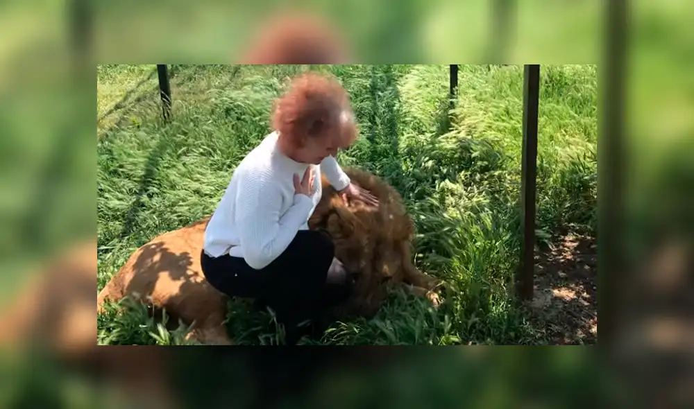 YouTube viral: Anciana detiene el carro de safari para tomarse selfie con leones y sucede lo impensado [VIDEO]